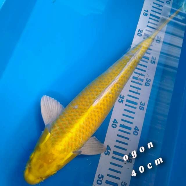 Ogon 40cm