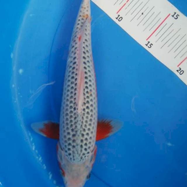 Asagi 31cm