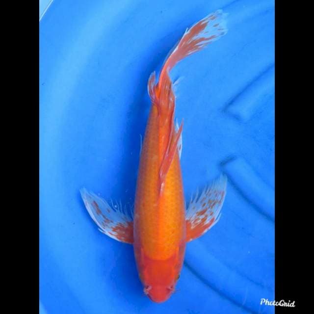 50cm , Jumbo Kumpay