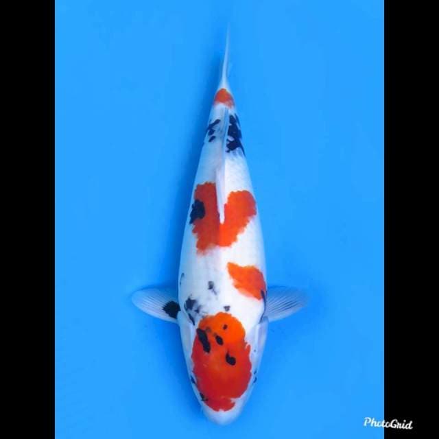 53cm , Jumbo Kindai Showa