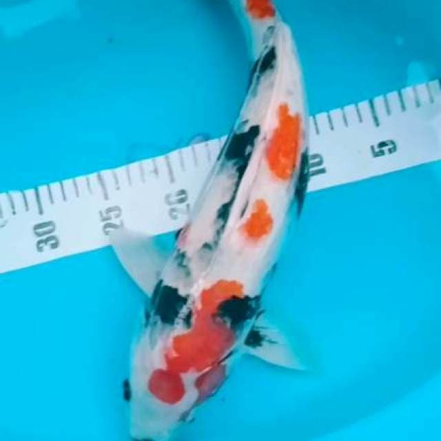 Kindai Showa 45cm