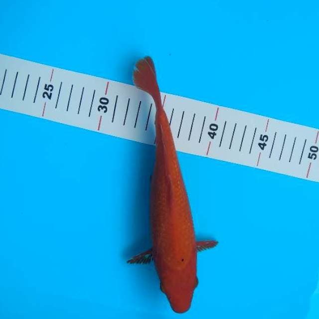 benigoi Ginrin 22cm