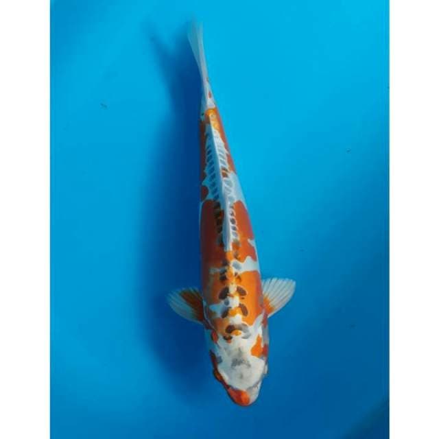 kujaku doitsu 37 cm