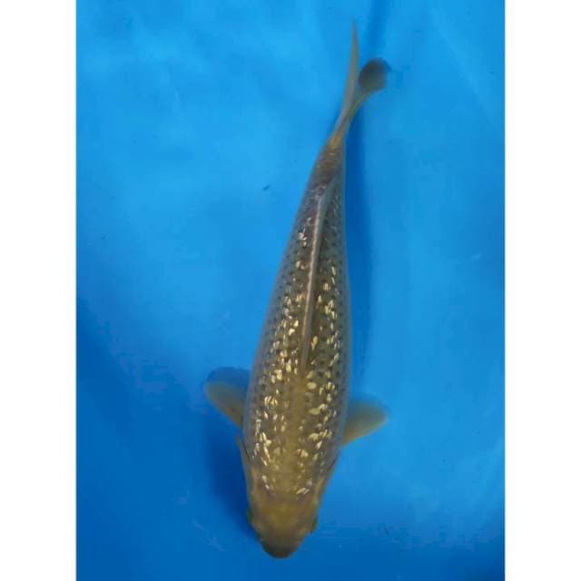 midori ginrin 36 cm