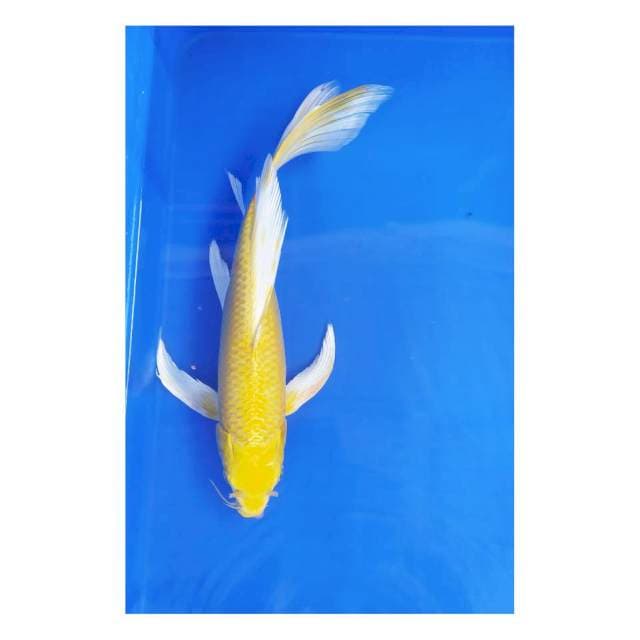 Kumpai ogon 34 cm