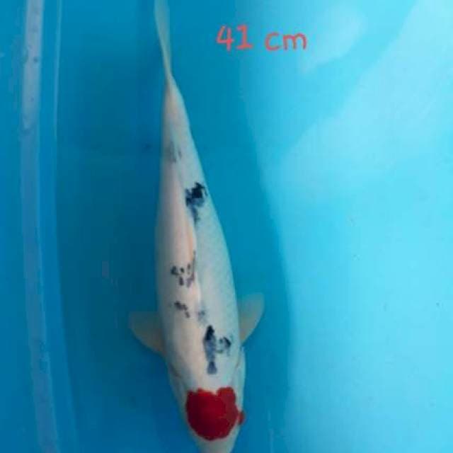 TANCHO SANKE ORI 41cm
