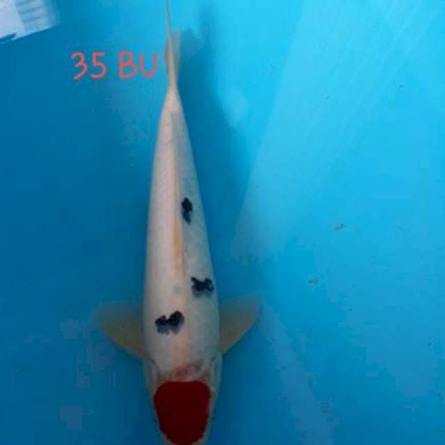 TANCHO 35cm