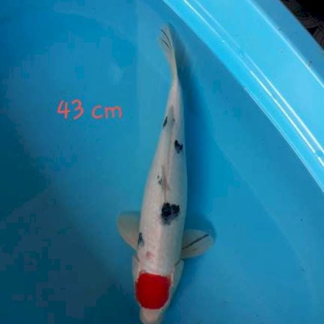 TANCHO 43cm