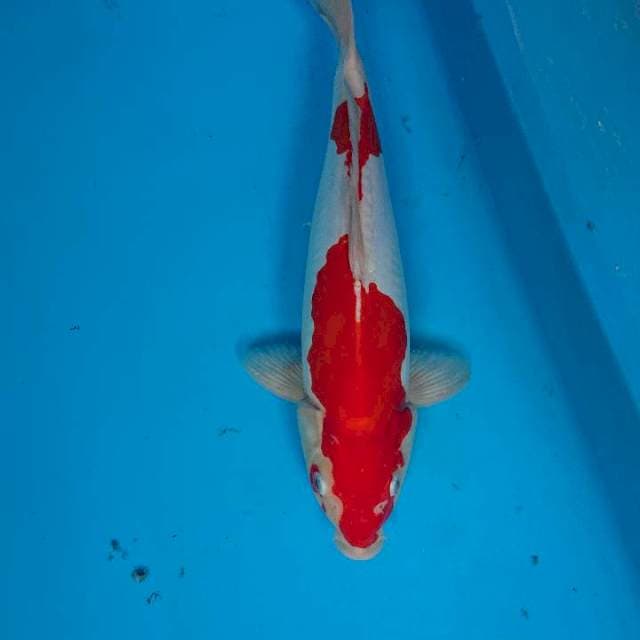 Doitsu Kohaku 35 cm