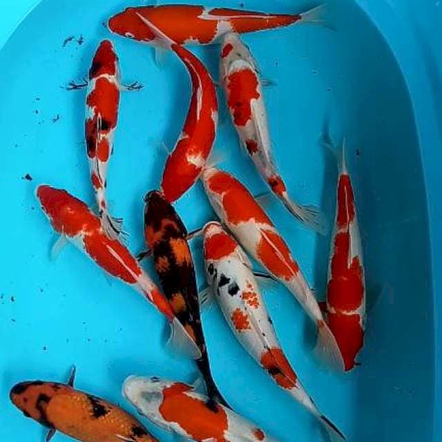 Mix koi 11ekor 25:29cm