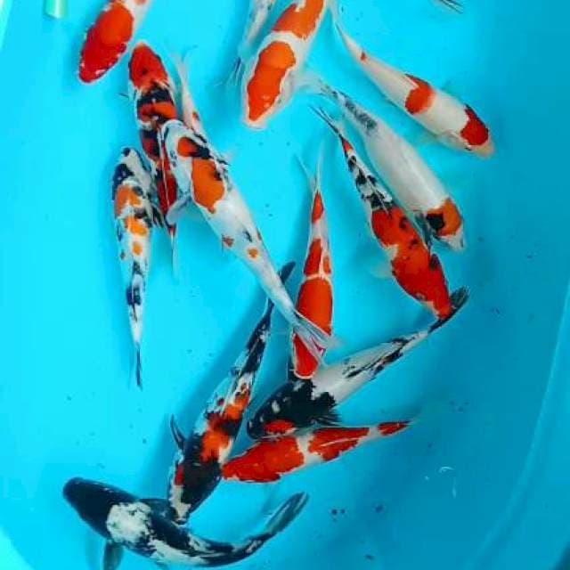 Mix koi 17 ekor 23:26cm