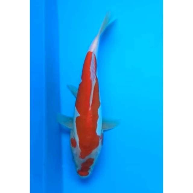 KOHAKU DOITSU MURNI 23 Cm
