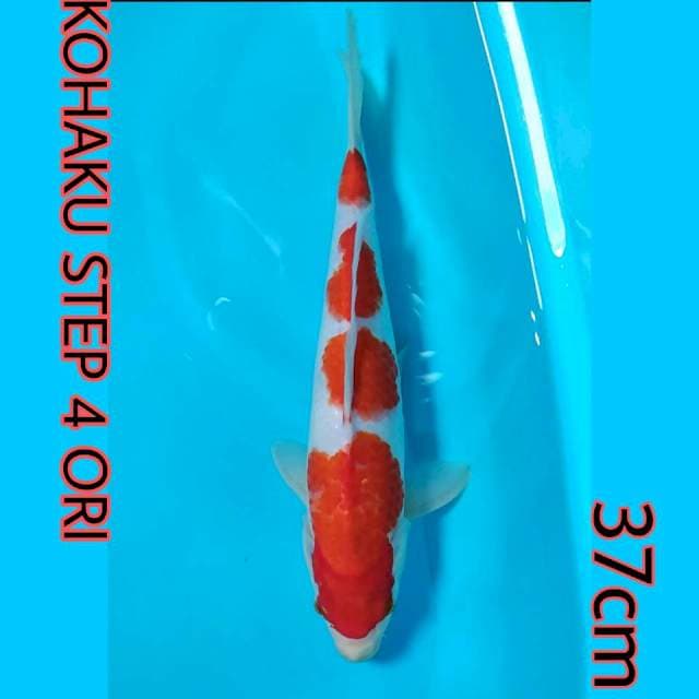 KOHAKU STEP 4 ORIGINAL