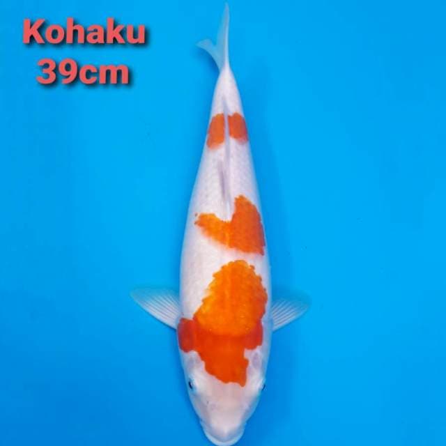 F1 Kohaku 39cm