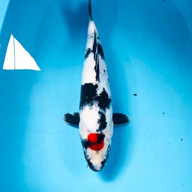 Tancho Showa, 37 cm