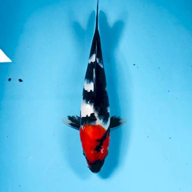 Showa, 25 cm