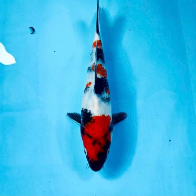 Showa, 24 cm