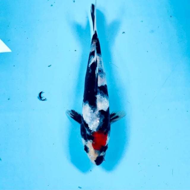 Tancho Showa, 19 cm