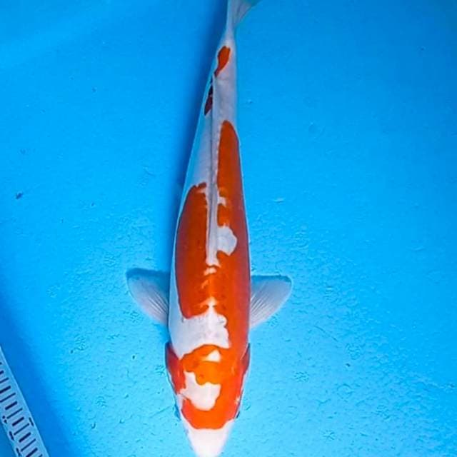 Kohaku doit, Unik