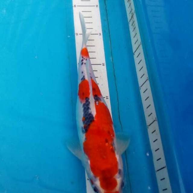 Floating Beni Goshiki