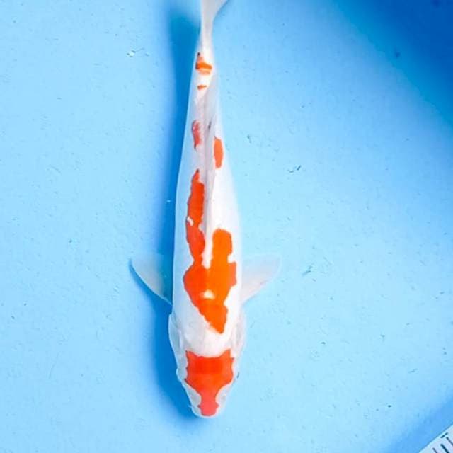 Kohaku Unik, Ori