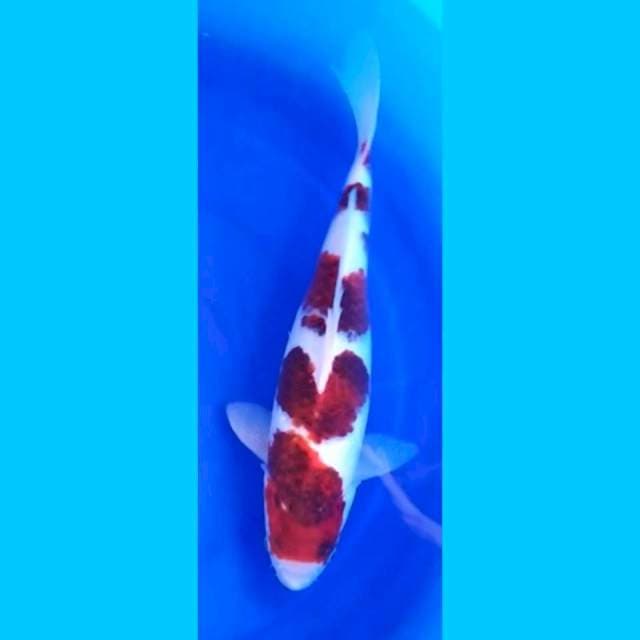 GOROMO 40cm
