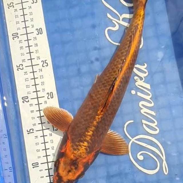 36cm Mukashi