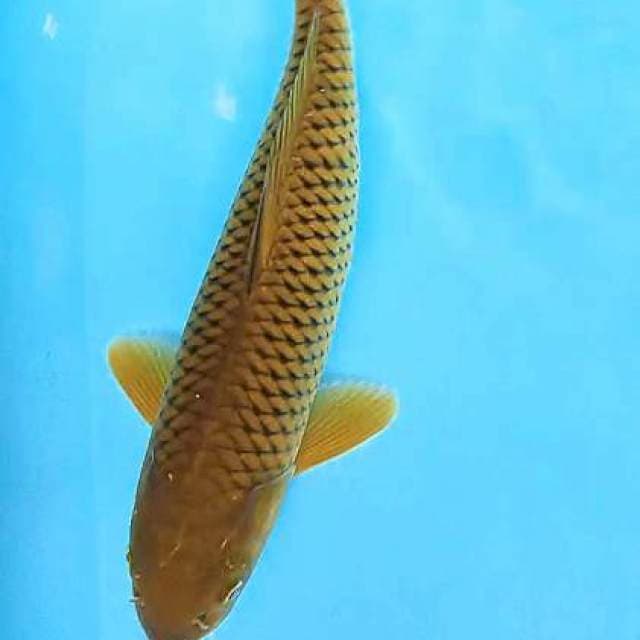 Midori jantan 40 bu/38 cm