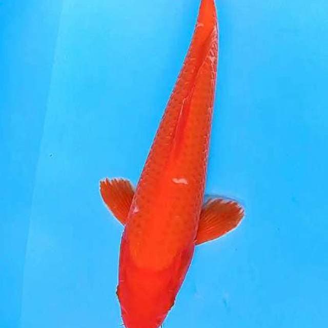 Benigoi jantan 35 cm red strong