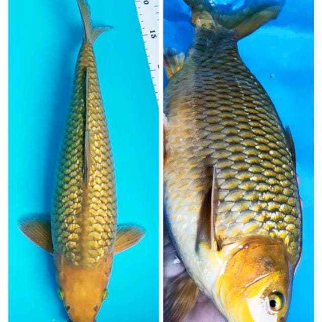Midori ginrin punuk 38cm male body tebal