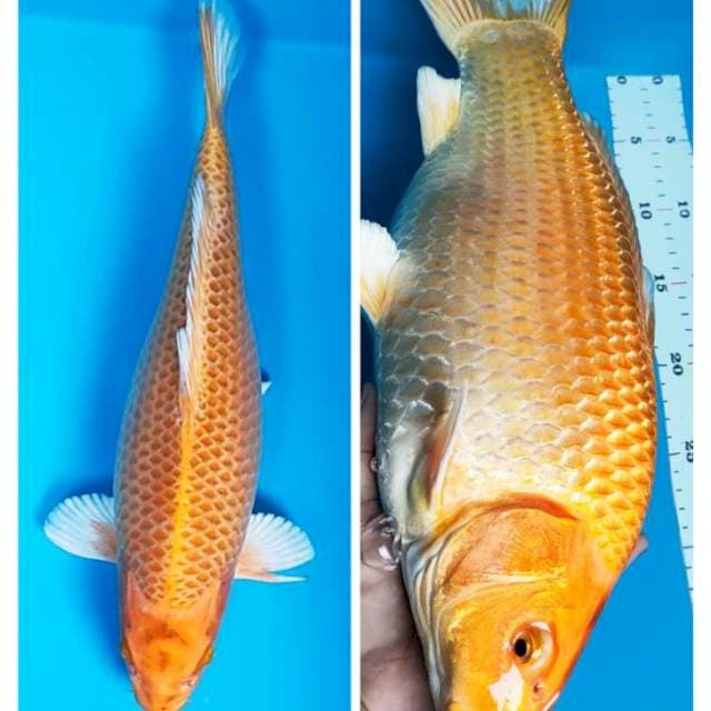 Ogon corn body jumbo 39cm