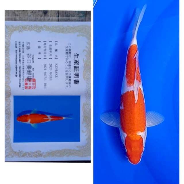 Kohaku Import Taniguchi Bohay