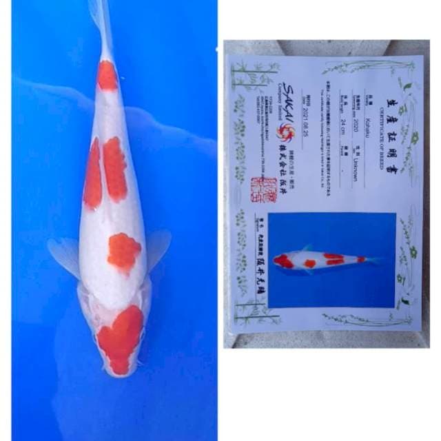 Kohaku Sakai Ltd