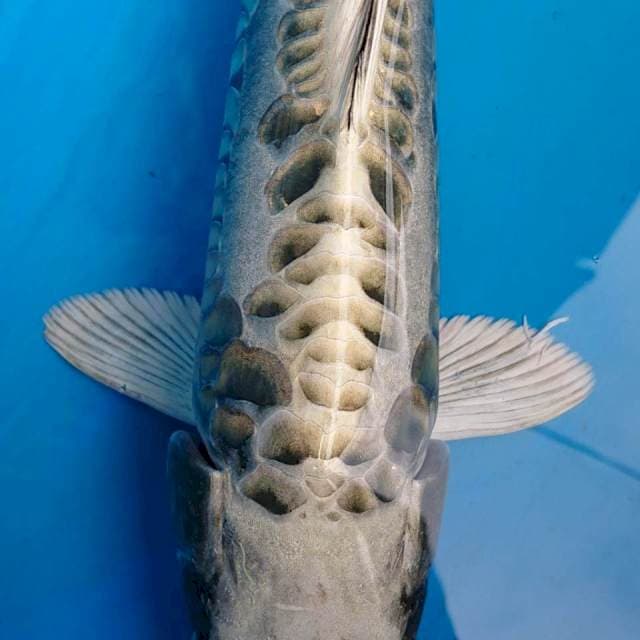 Mukashi Aragoke 37 cm