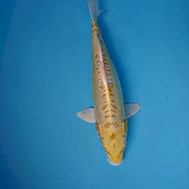 DOITSU OGON 35 cm