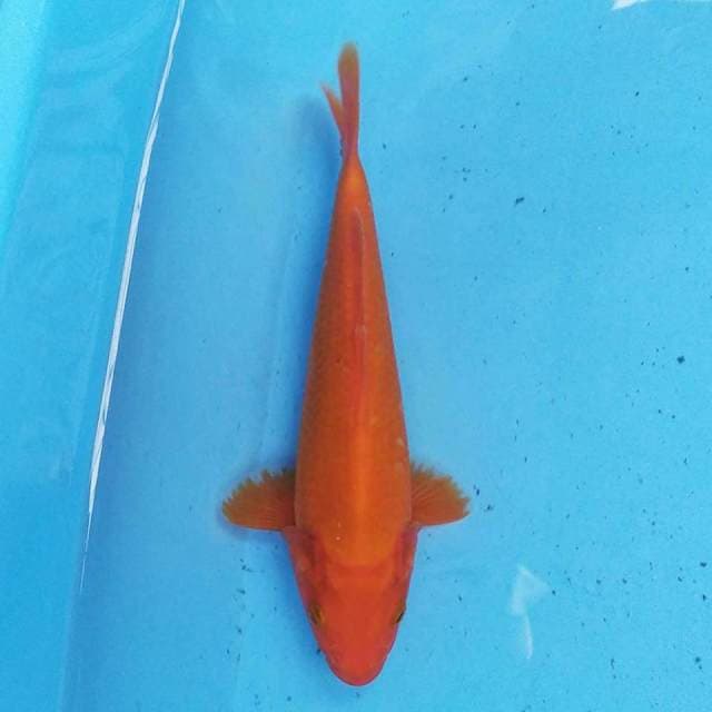 Aka Hajiro 25 cm