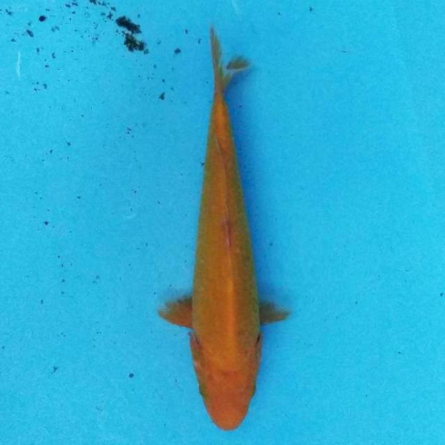 Red Karashi 21 cm