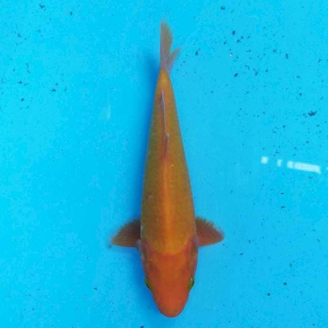 Red Karashi 21 cm