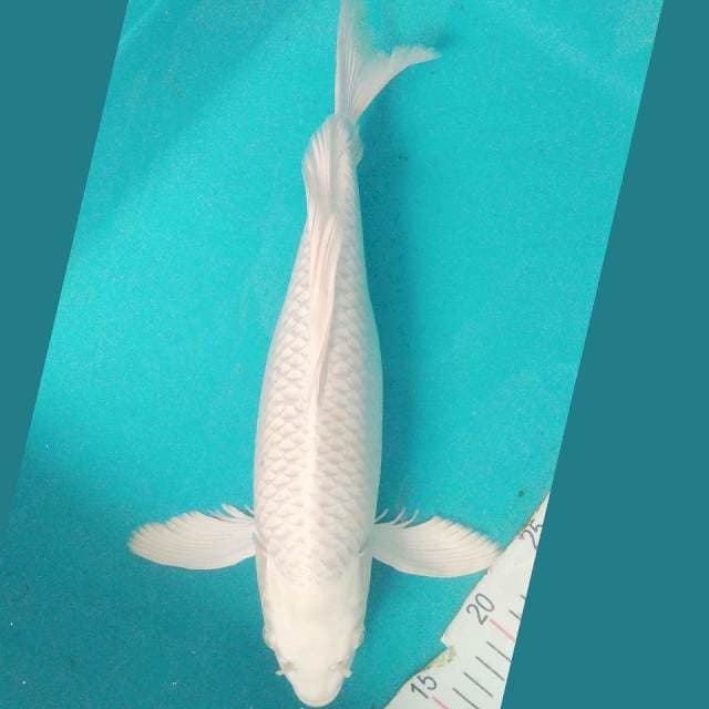 Kumpay Platinum 38cm