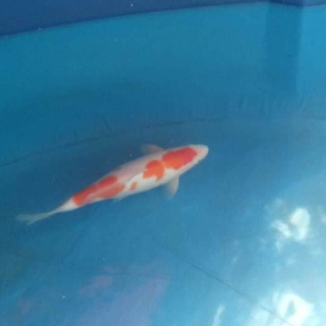 KOHAKU MALE