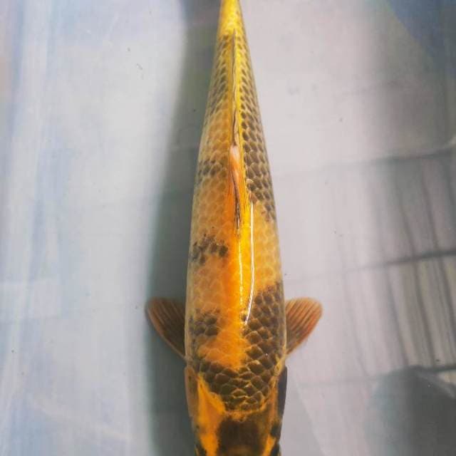 Ki Showa 38cm