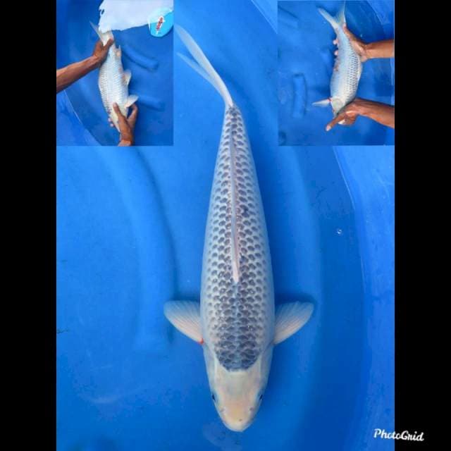 45cm , Male - Jumbo Asagi
