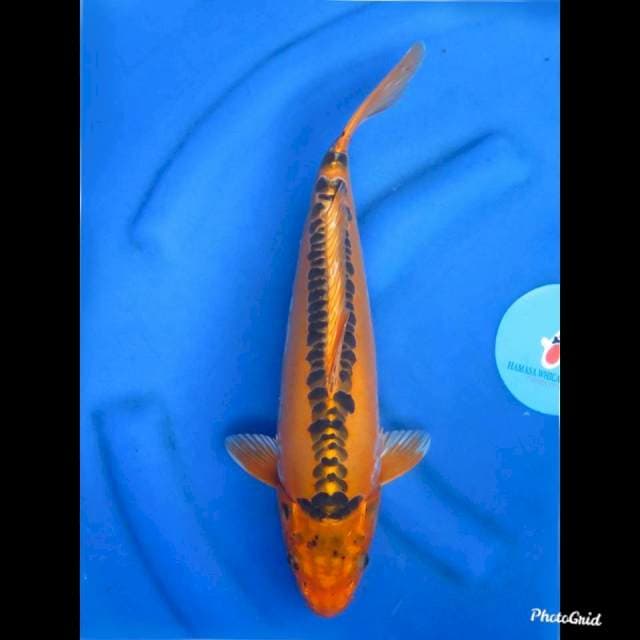 38cm , Mizuho Ogon Jumbo