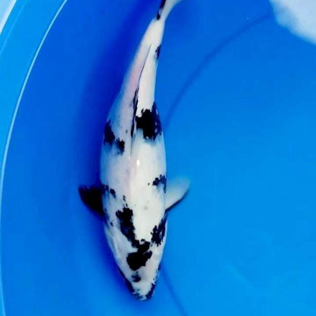 33cm SHIRO