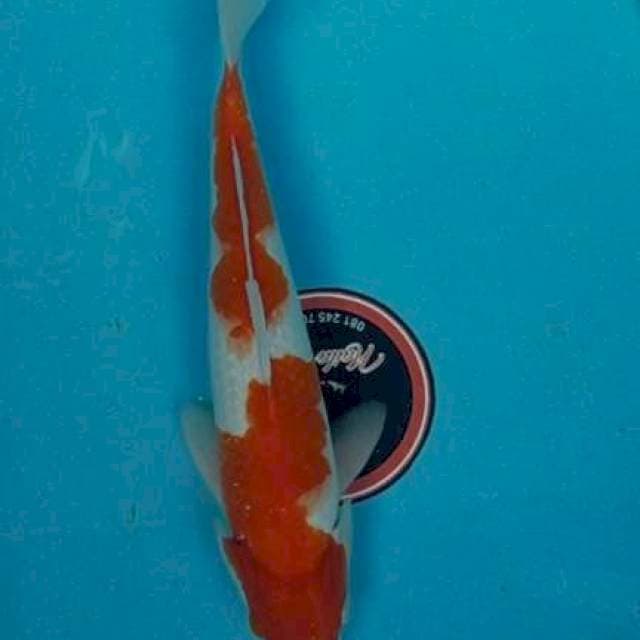 Kohaku 34 cm