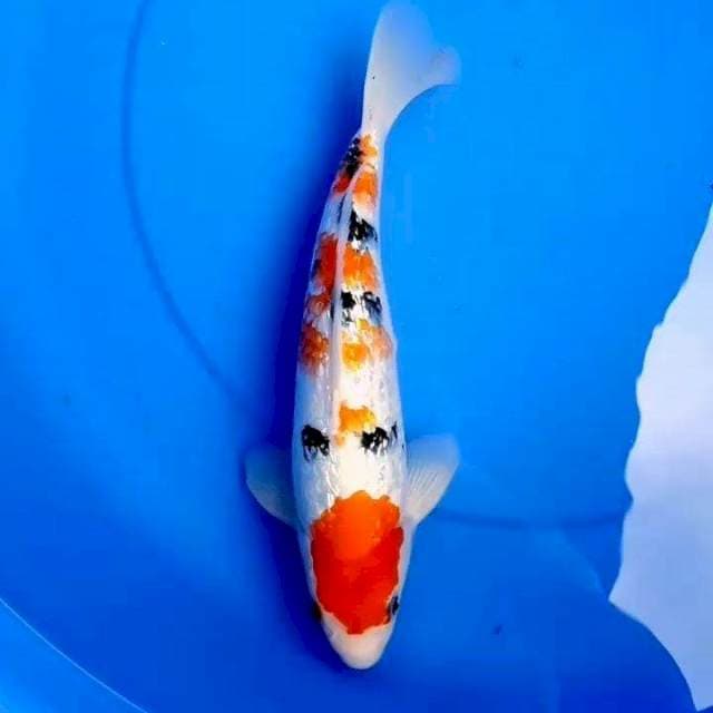 31cm SANKE GINDRIN