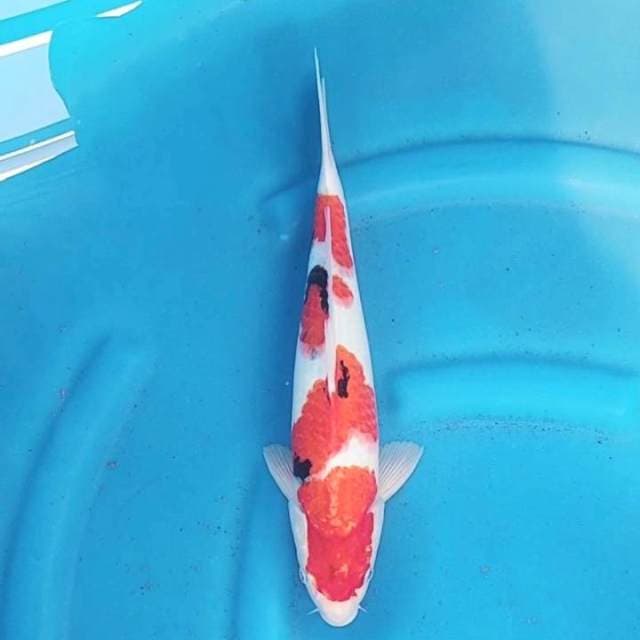 Sanke 31cm