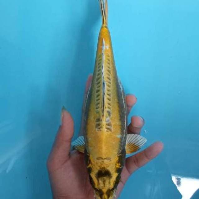 Kiko size 25cm