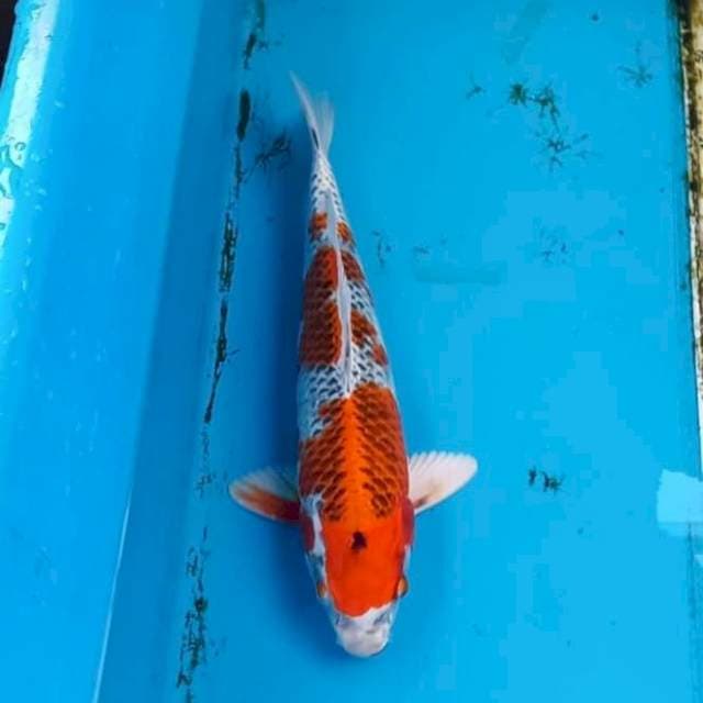 Beni Gingga 28cm