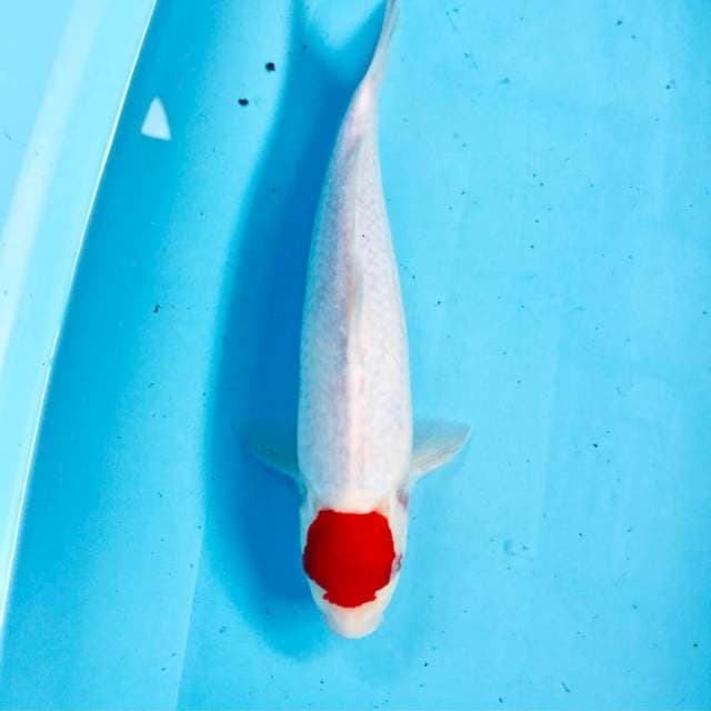 Tancho Kohaku, male 30 cm